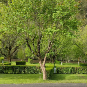 Emplacements ombragés